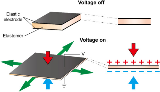 Dielectric Elastomer Actuators cover